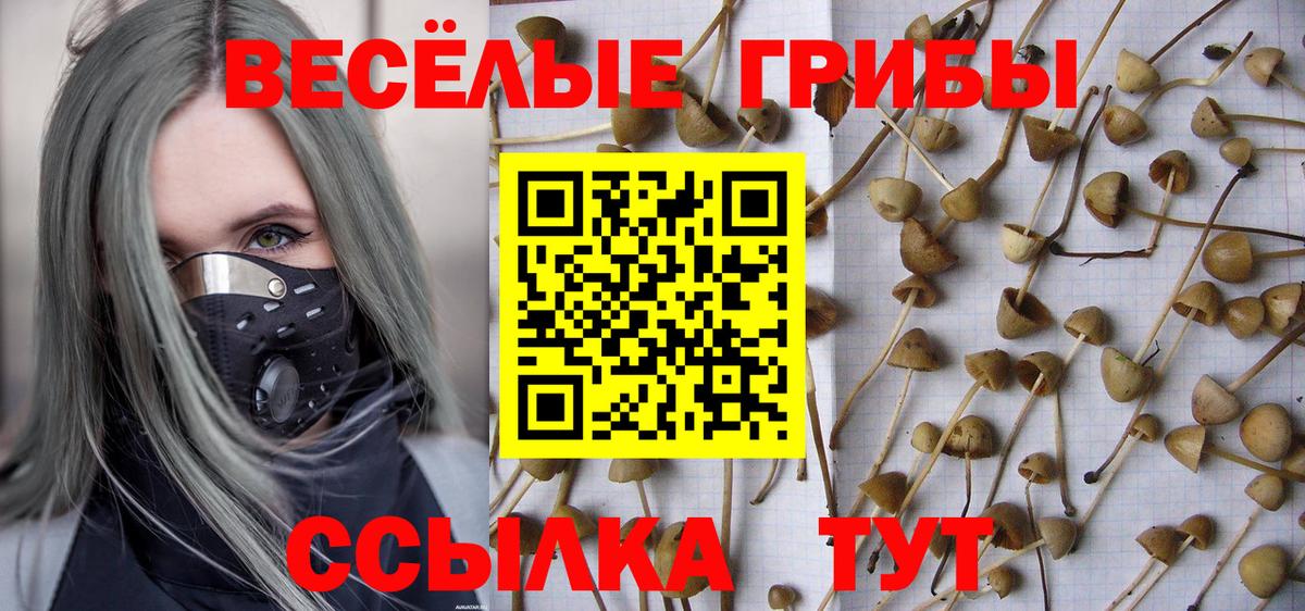 Псилоцибиновые грибы Magic Shrooms  купить наркотик  Кувандык  Вход с VPN  Псилоцибиновые грибы Cubensis 